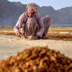 Un agricultor afgano recoge pasas del suelo tras secarlas en el distrito de Panjwai, Kandahar. | Foto:Sanaullah Seiam / AFP