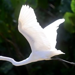 Un ave vuela sobre la isla de Cumbú, a orillas del río Guamá, en Belém, estado de Pará, Brasil. | Foto:Xinhua/Lucio Tavora