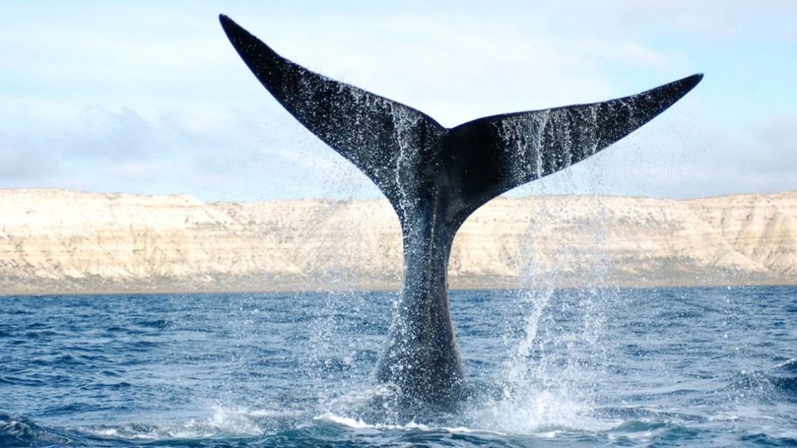 The tail of a southern right whale.