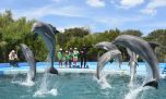 Crece la presión por el destino de los animales que quedaron en el Aquarium de Mar del Plata