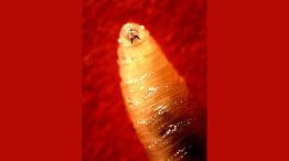 El gusano barrenador 20250827