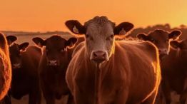 Raúl Milano: “La ganadería argentina necesita nuevas inversiones y financiamiento”