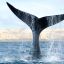 Aerial census finds record number of southern right whales off Argentina's coast