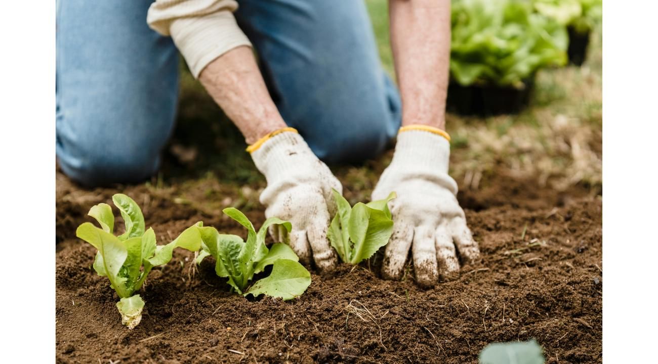 Mitad de año: el momento ideal para planificar el cultivo de cannabis