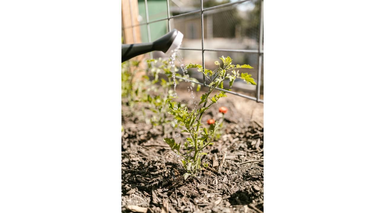 Mitad de año: el momento ideal para planificar el cultivo de cannabis
