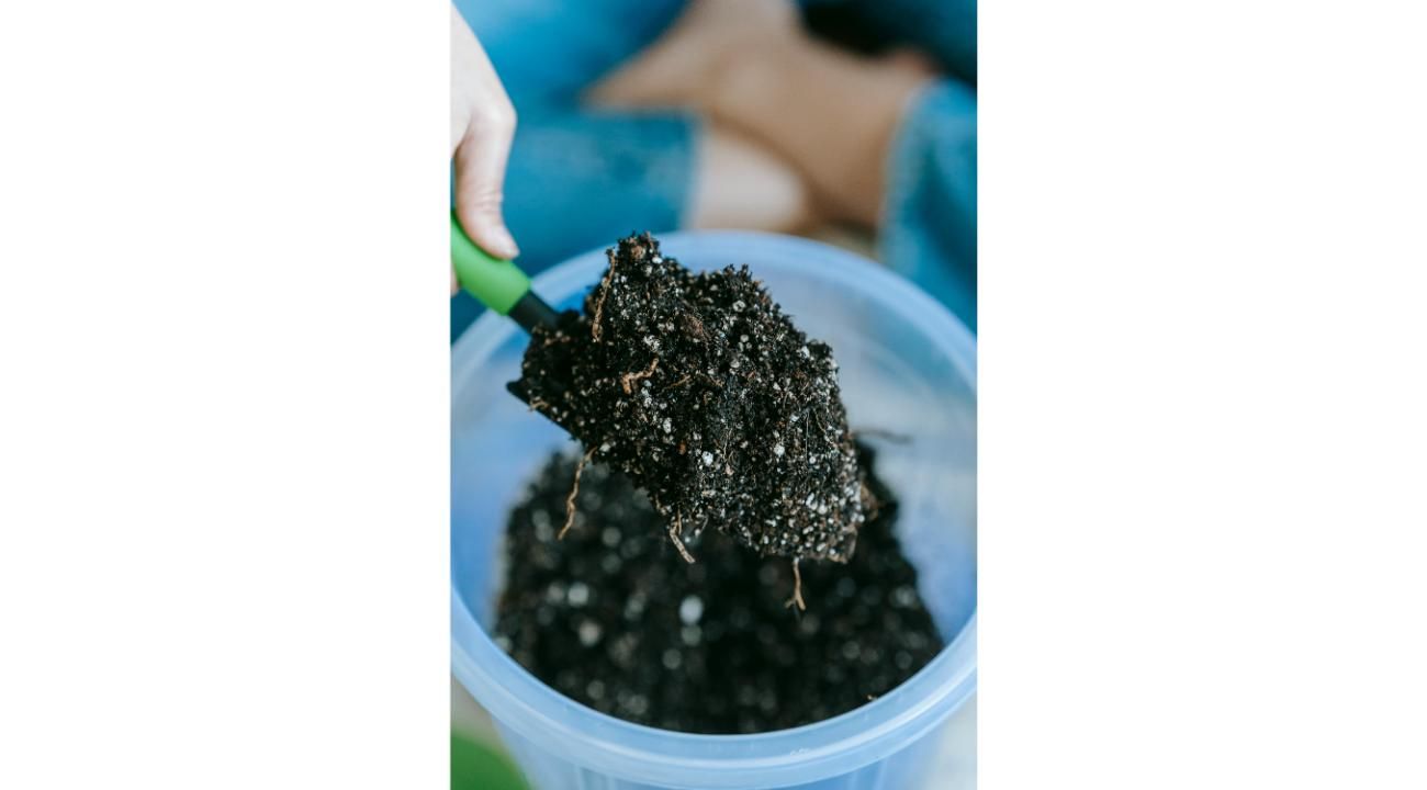 Mitad de año: el momento ideal para planificar el cultivo de cannabis