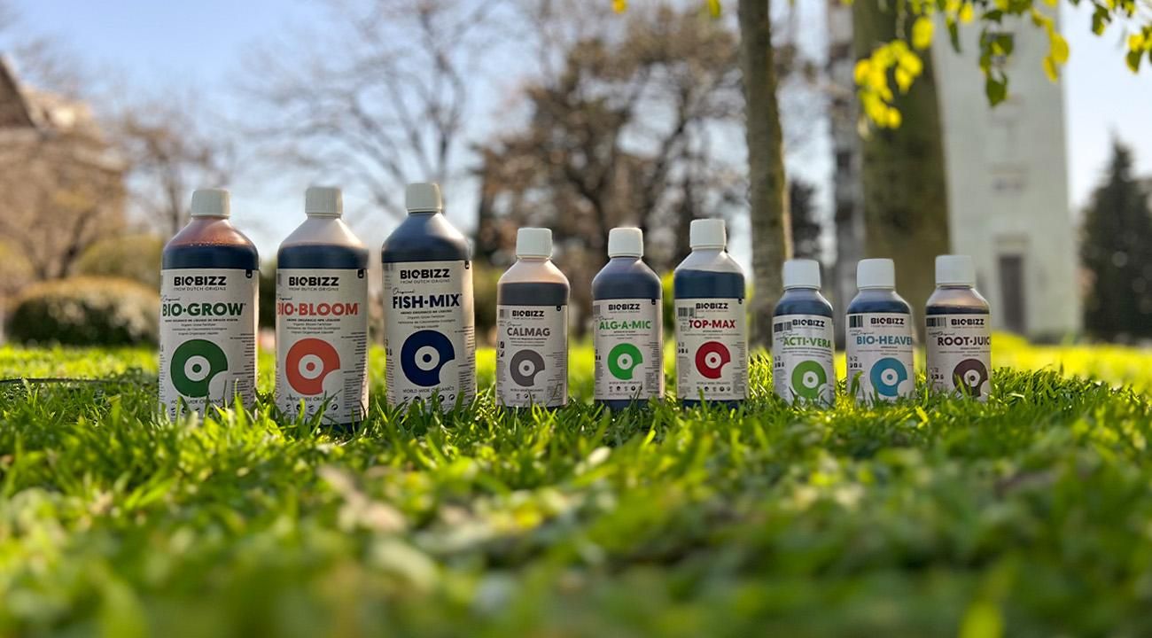 Mitad de año: el momento ideal para planificar el cultivo de cannabis