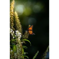 Primavera para el alma: florecer desde adentro