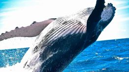Ballenas 28082025