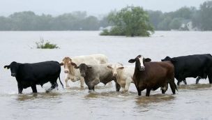 Cambio Animales Zoonosis