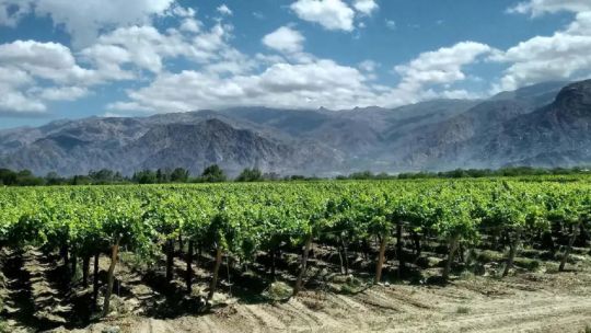 Desde CONINAGRO afirman que, “estamos en un crecimiento sostenido en cuanto a las actividades agropecuarias”