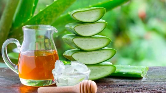 Aloe vera: conoce sus beneficios y cómo hacer una elección segura