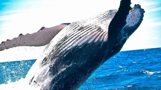 Dos ballenas yubarta batieron el récord mundial de migración al cruzar desde Australia hasta Brasil