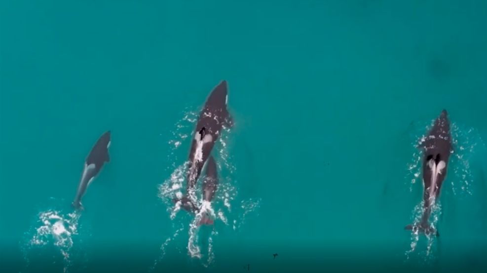 Ballena Franca 28082025