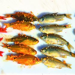 El flecha es muy voraz y hasta que no lo copeamos no sabemos si lo podremos concretar.