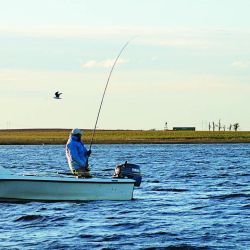 El flecha es muy voraz y hasta que no lo copeamos no sabemos si lo podremos concretar.