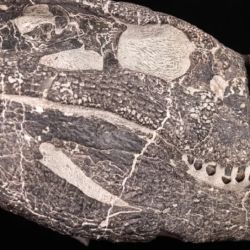 Este reptil tenía un cráneo robusto.