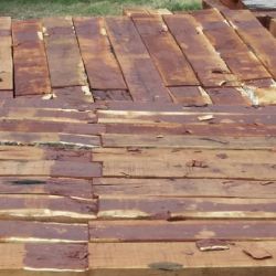 El desmonte indiscriminado es uno de los principales enemigos del quebracho colorado.