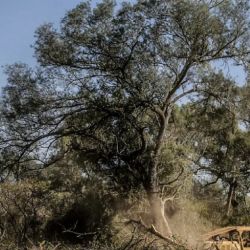 El quebraco colorado está en estado crítico de desaparición en Argentina.