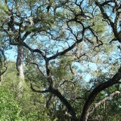 Se encuentra seriamente amenazado en Santiago del Estero, Chaco, Salta y en Formosa