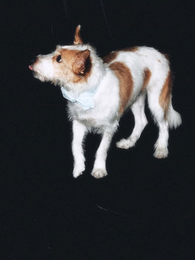 Hank para Dogue de Vogue