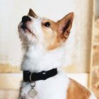 Hank para Dogue de Vogue
