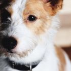 Hank para Dogue de Vogue