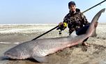 Temporada en marcha: los grandes tiburones ya pican en la costa