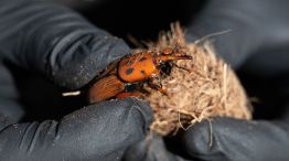Ataques de picudo rojo sobre palmeras en Uruguay 29082025