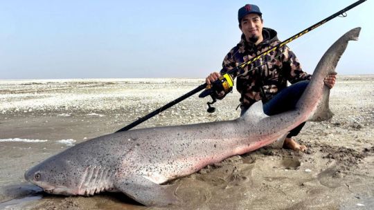 Temporada en marcha: los grandes tiburones ya pican en la costa