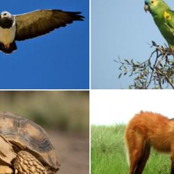 La medida busca preservar a la fauna autóctona cordobesa.