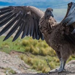 El cóndor andino acaba de ser declarado Monumento cordobés