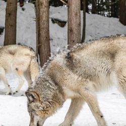 El regreso de los lobos grises ocasionó el renacer de los árboles.