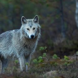 La reintroducción de los lobos grises ha desencadenado una cadena de efectos ecológicos, como el renacer de árboles.