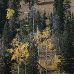 Hace 8 décadas que no crecían árboles en Yellowstone.
