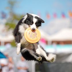 Imagen de un perro saltando para atrapar un frisbee durante la 20 competencia de frisbee "Perros Voladores", en Varsovia, Polonia. | Foto:Xinhua/Jaap Arriens