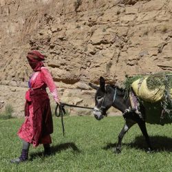 Una mujer de una comunidad transporta forraje cosechado en el lomo de un burro desde un campo en la zona montañosa de Aït Attou Moussa, ubicada en la comuna de Tilemi, en la región de Tinghir, Marruecos. | Foto:Abdel Majid Bziouat / AFP