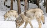 Gracias a la reintroducción de los lobos grises, vuelven a crecer árboles en Yellowstone 
