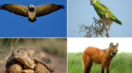 0109_especies animales