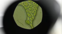 revelan el rol clave de una microalga en la captura de carbono