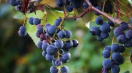 San Martín, Belgrano y Sarmiento: los próceres que impulsaron la vitivinicultura argentina