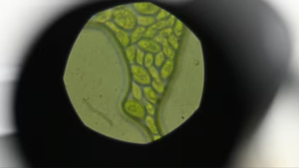 revelan el rol clave de una microalga en la captura de carbono