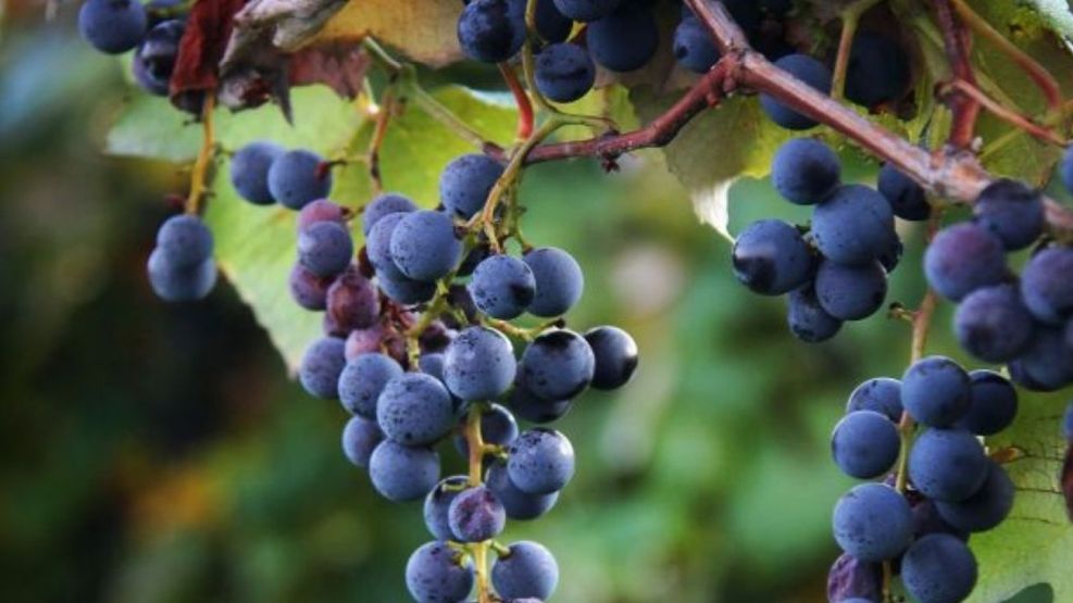 San Martín, Belgrano y Sarmiento: los próceres que impulsaron la vitivinicultura argentina