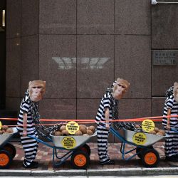 Activistas de la ONG Personas por el Trato Ético de los Animales (PETA), con uniformes de presos y máscaras que representan rostros de macacos de cola de cerdo en peligro de extinción, con carretillas llenas de cocos, se manifiestan frente al Consulado General Real de Tailandia en Hong Kong contra la industria del coco en Tailandia, donde presuntamente los monos son adiestrados, encadenados, azotados y obligados a pasar largas horas recogiendo cocos. | Foto:PETER PARKS / AFP