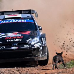 El piloto japonés Takamoto Katsuta y su copiloto irlandés Aaron Johnston pasan junto a un perro mientras compiten en su Toyota GR Yaris Rally1 durante la etapa Artigas del Rally Paraguay, la décima ronda del Campeonato Mundial de Rally de la FIA (WRC), en General Artigas, cerca de Encarnación, Paraguay. | Foto:LUIS ROBAYO / AFP