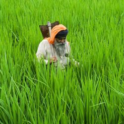 Un agricultor camina por su arrozal en las afueras de Amritsar, India. | Foto:Narinder Nanu / AFP