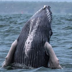Una ballena jorobada salta en las aguas del océano Pacífico en el Parque Natural Bahía Málaga, Colombia. Cada año, entre junio y noviembre, las ballenas jorobadas emprenden la migración estacional desde la Península Antártica hasta la costa ecuatorial de Colombia para reproducirse, alimentarse y descansar. | Foto:Iusef Samir Rojas / AFP