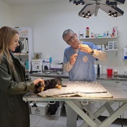 Por qué una clínica veterinaria es llamada "agente de salud" | Foto:CONTENT NOTICIAS