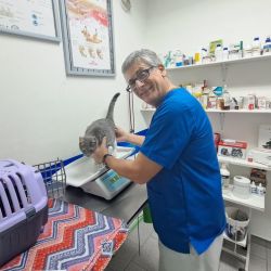 Por qué una clínica veterinaria es llamada "agente de salud" | Foto:CONTENT NOTICIAS