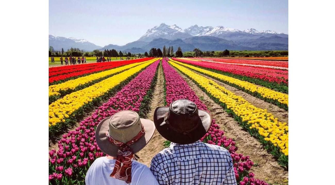 El espectáculo de los tulipanes en Trevelin: una excursión inolvidable desde Bariloche
